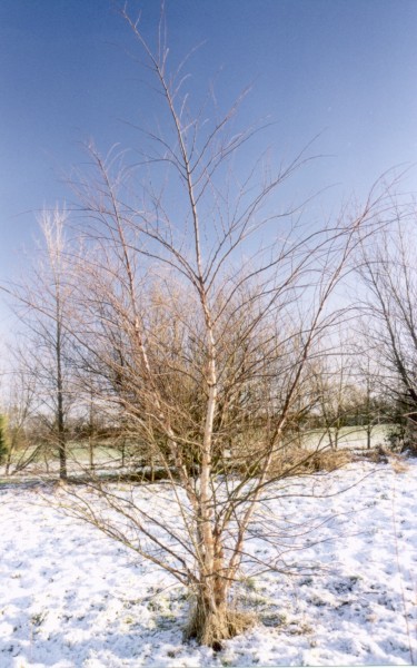 ../Images/Birch tree Winter 1999-2000.jpg